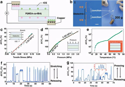自修復(fù)強(qiáng)機(jī)械性離子凝膠 孫桃林與賈錚領(lǐng)銜的先進(jìn)材料創(chuàng)新